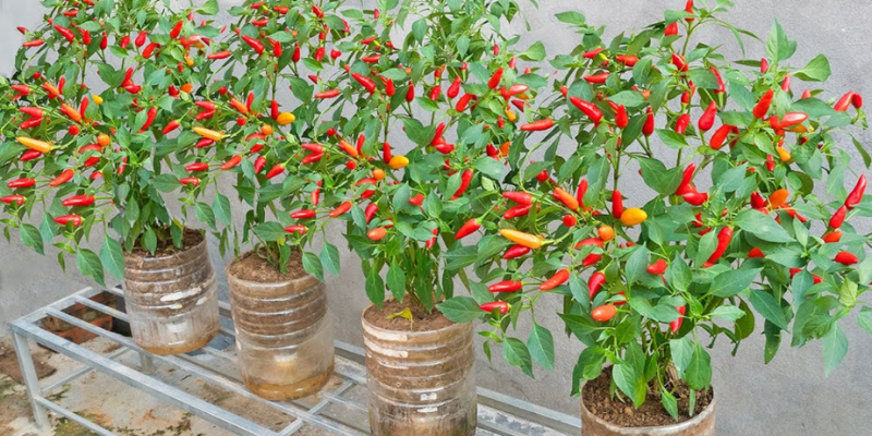 Phòng trừ sâu bệnh và mẹo cho trái ớt sai