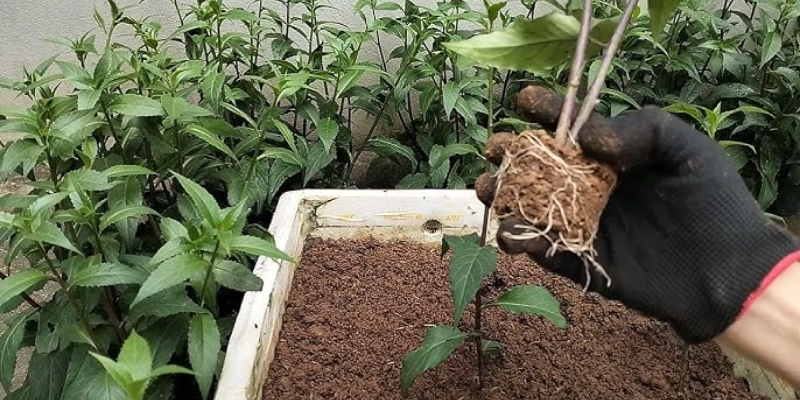 Quá trình chọn giống và chuẩn bị đất để trồng rau lủi rừng