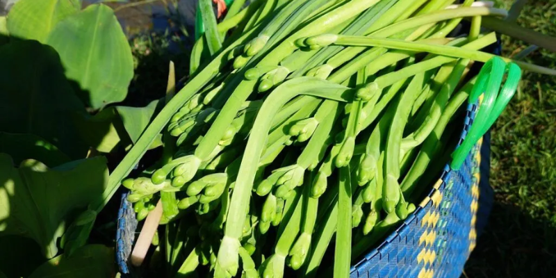 Quá trình chuẩn bị, cách trồng rau kèo nèo và kỹ thuật chăm sóc