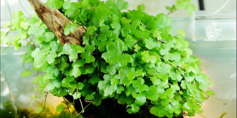Quá trình chuẩn bị trước khi đi vào trồng rau má hương