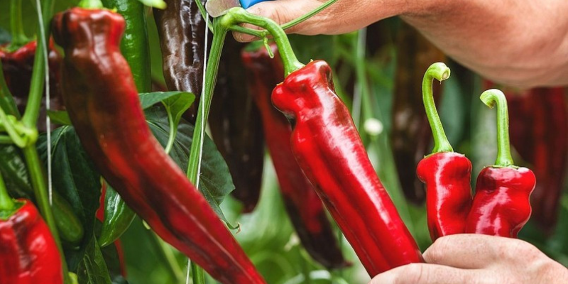 Quy trình chăm sóc cây ớt ngọt
