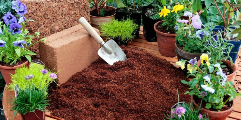 Quy trình chuẩn bị, cách trồng rau bằng viên nén xơ dừa và kỹ thuật chăm sóc