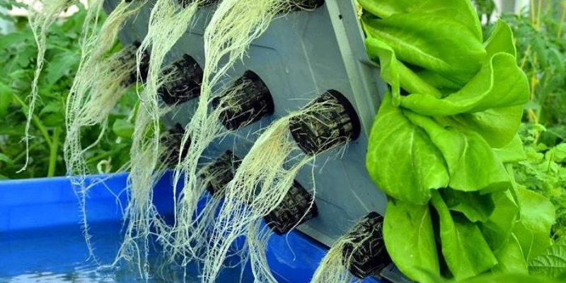 Quy trình chuẩn bị, cách trồng rau thủy canh và kỹ thuật chăm sóc hiệu quả