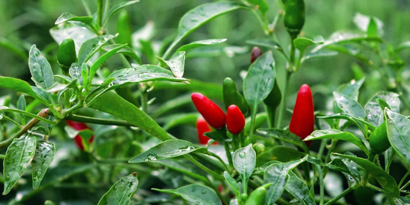 Quy trình gieo ươm và trồng cây ớt thủy canh