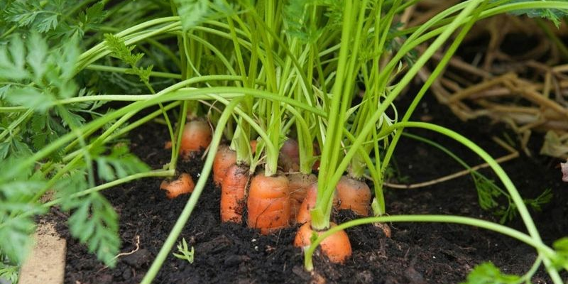 Quy trình về cách trồng rau củ và cách chăm sóc