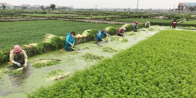 Quy trình về cách trồng rau dưới nước cơ bản