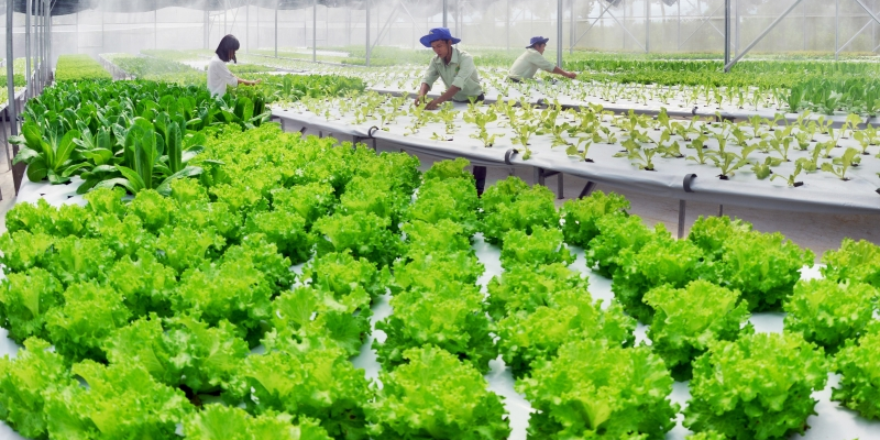 Sử dụng phân bón hữu cơ và nước tưới sạch để có cách trồng rau an toàn