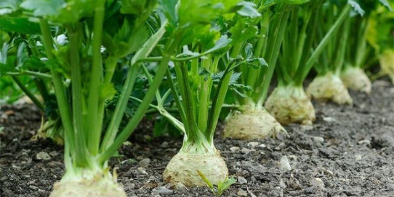 Tại sao nên trồng rau cần tây bằng gốc
