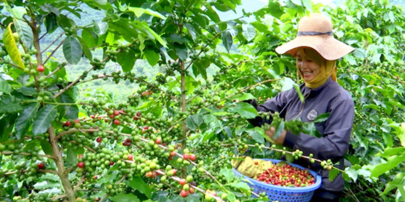 Tầm quan trọng của cách bón phân cho cây cà phê