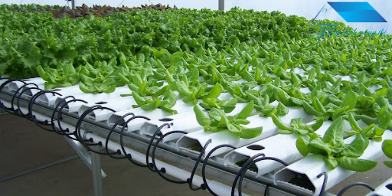 Thiết lập một hệ thống thủy canh phù hợp cho rau