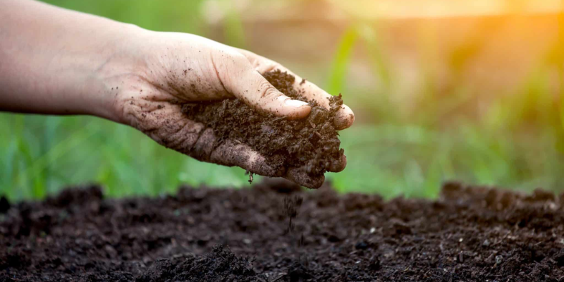 Thời điểm thích hợp để bón humic cho cây