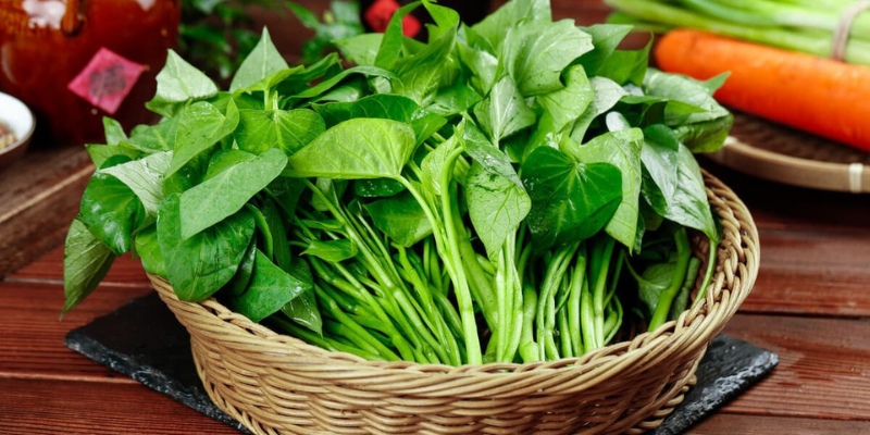 Thu hoạch và bảo quản ngọn rau lang ăn ngọn