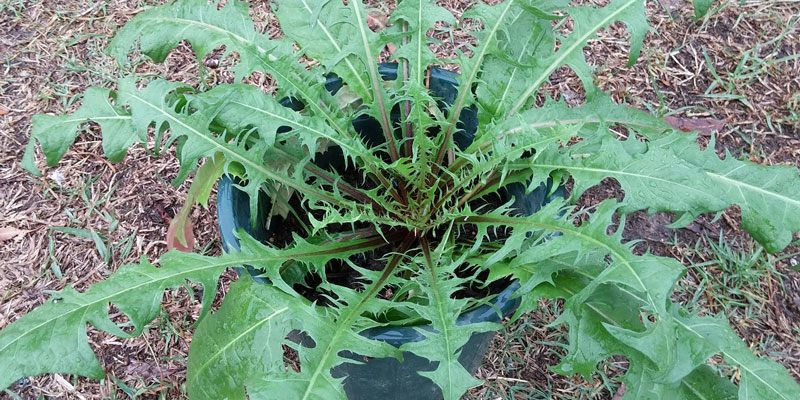 Thu hoạch và bảo quản rau bồ công anh