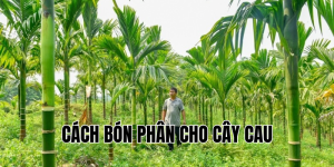 cách bón phân cho cây cau