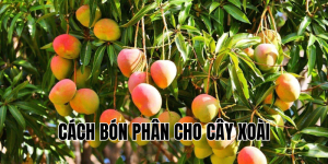 cách bón phân cho cây xoài
