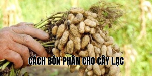 cách bón phân cho cây lạc