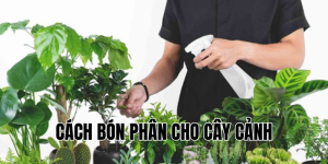 cách bón phân cho cây cảnh