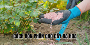 cách bón phân cho cây ra hoa