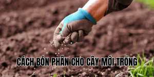 cách bón phân cho cây mới trồng