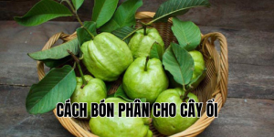 cách bón phân cho cây ổi
