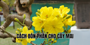 cách bón phân cho cây mai