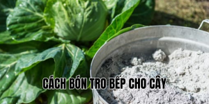 cách bón tro bếp cho cây