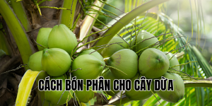 cách bón phân cho cây dừa