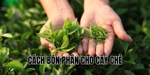 cách bón phân cho cây chè