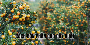 cách bón phân cho cây quất