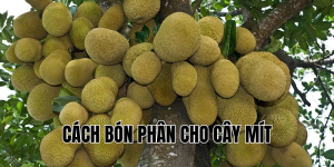 cách bón phân cho cây mít