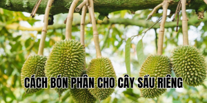cách bón phân cho cây sầu riêng
