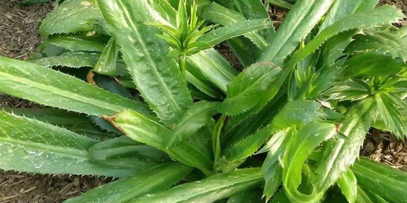 Tìm hiểu giá trị dinh dưỡng của rau ngò gai và giá trị sử dụng