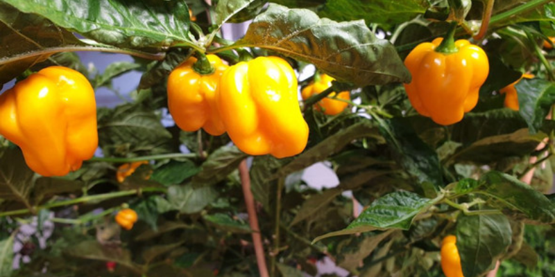 Tìm hiểu kỹ thuật trồng và chăm sóc ớt chuông