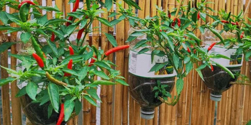 Tìm hiểu sơ bộ về cách trồng ớt trong chai nhựa