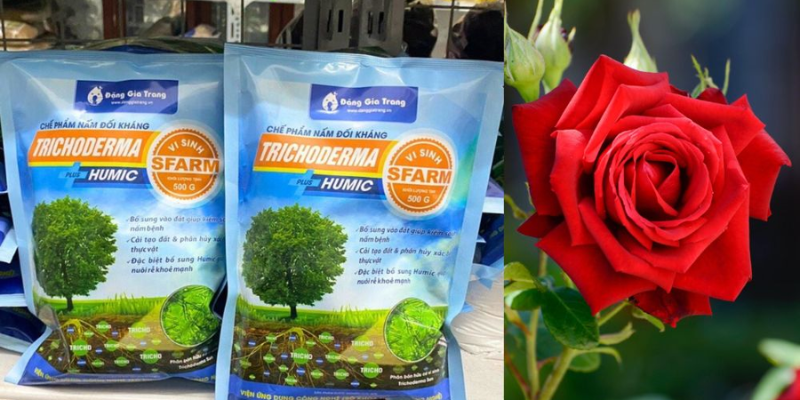 Trichoderma là gì và vì sao nên bón trichoderma cho cây