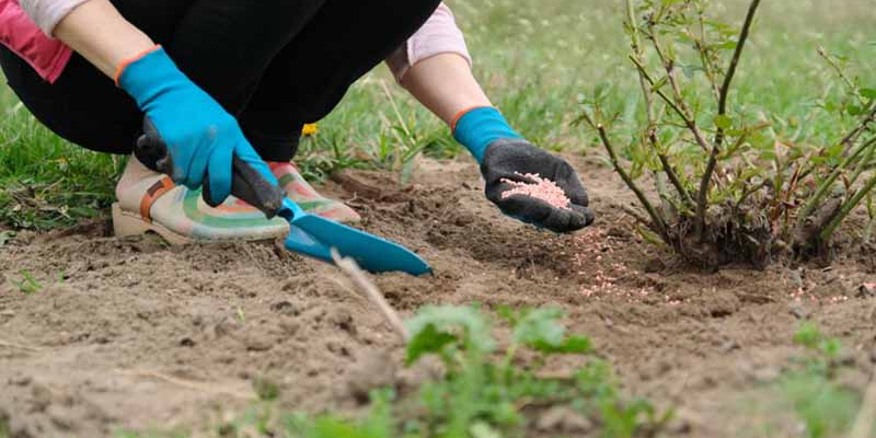Vai trò của đạm trong sự phát triển của cây