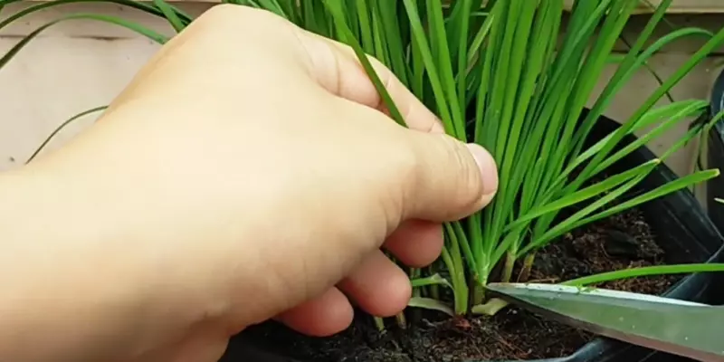 Xử lý hạt hẹ và cách trồng rau hẹ bằng hạt