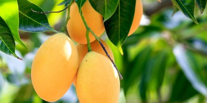 Một số lưu ý khi bón phân cho cây xoài