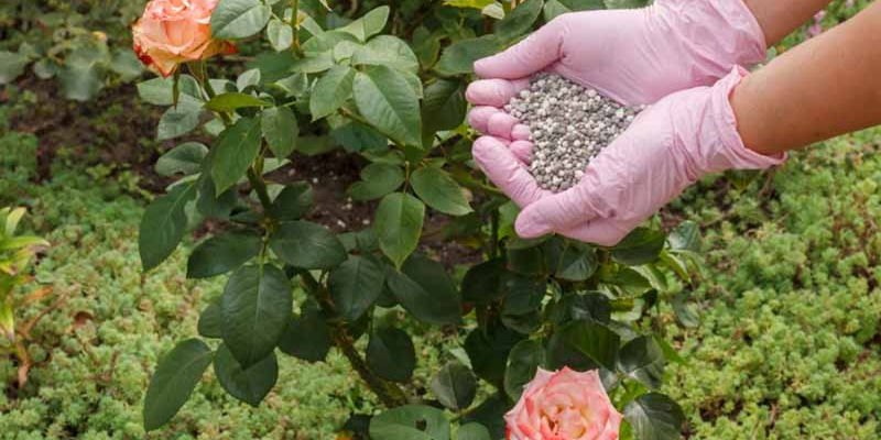 Thời điểm và liều lượng bón phân cho cây ra hoa hợp lý