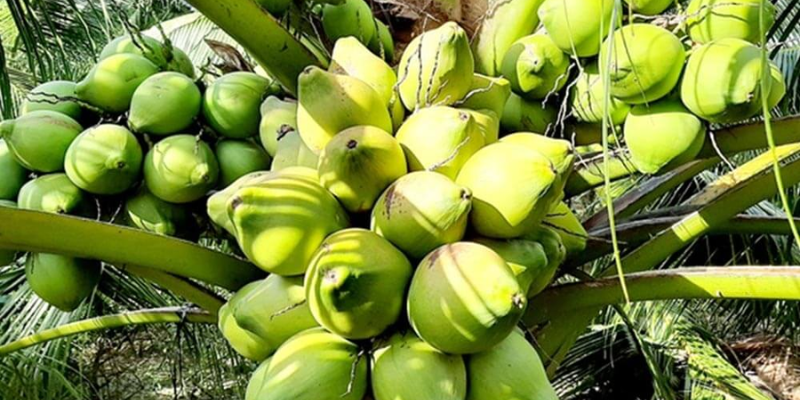 Cách bón phân cho cây dừa theo từng giai đoạn