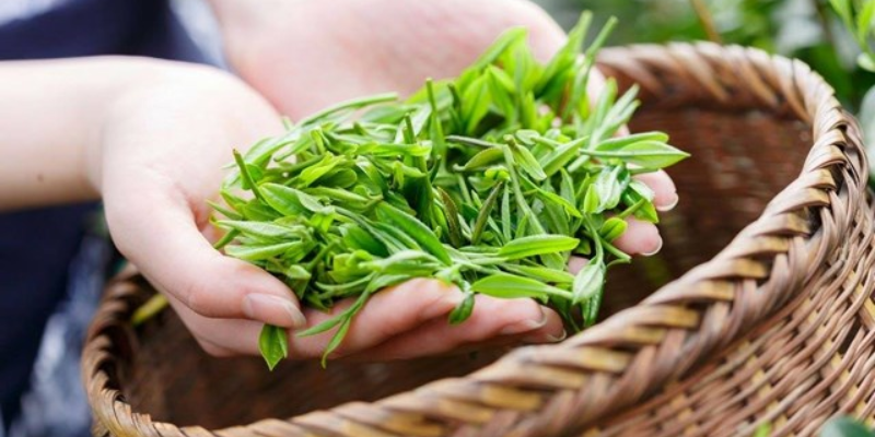 Quy trình về cách bón phân cho cây chè theo giai đoạn