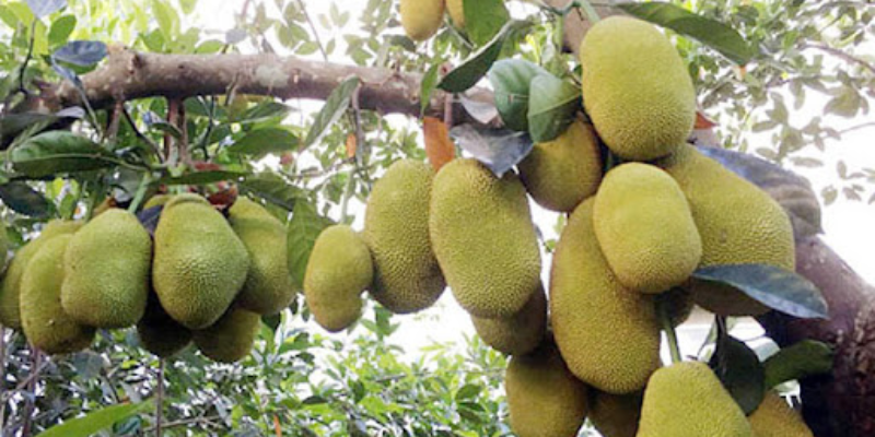 Các loại phân bón phù hợp cho cây mít