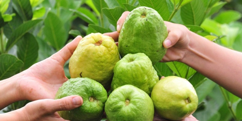 Phương pháp của việc bón phân cho cây ổi hiệu quả