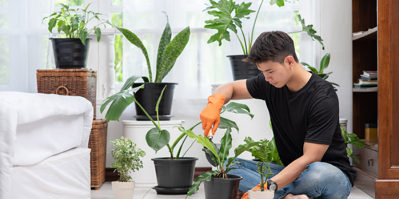 Các loại phân bón phổ biến dành cho cây cảnh