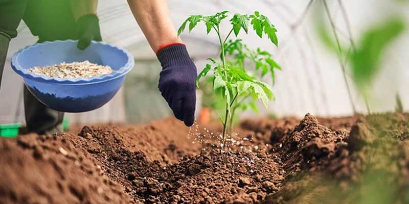 Thời điểm bón thúc cho cây thích hợp
