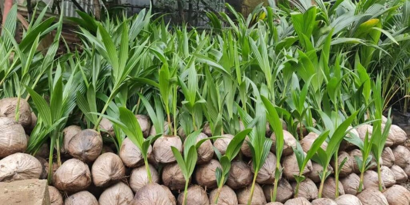 Phương pháp về cách bón phân cho cây dừa hiệu quả