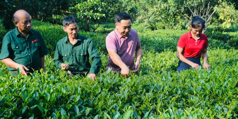 Các yếu tố dinh dưỡng thiết yếu dành cho cây chè