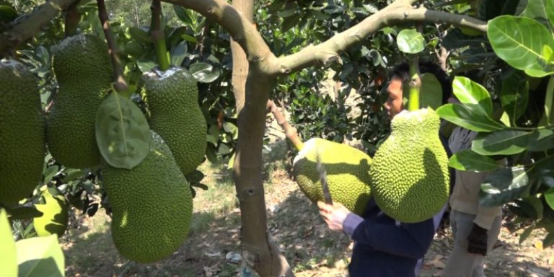 Các giai đoạn phát triển và nhu cầu bón phân cho cây mít