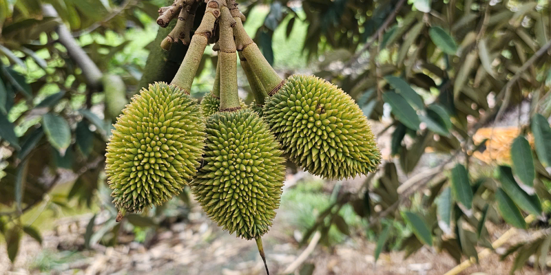 Cách bón phân cho cây sầu riêng giai đoạn ra hoa và đậu trái