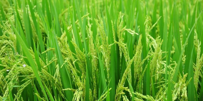 Các giai đoạn về cách bón phân cho cây lúa quan trọng